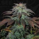 Heavy Duty Fruity Regular Cannabis Seeds by T.H.Seeds