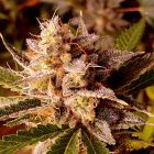 Banana Double Mac Feminized Cannabis Seeds by Holy Smoke Seeds