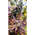 Blueberry Pancakes Feminised Cannabis Seeds by Holy Smoke Seeds