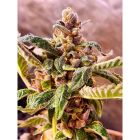 Jelly Cakes Feminised Cannabis Seeds by Holy Smoke Seeds