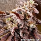 Pink Pineapple Kush by Holy Smoke Seeds