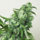 Digweed Female Cannabis Seeds by House Of The Great Gardener
