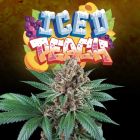 Frozay x Peach Ozz Female Weed Seeds by Perfect Tree