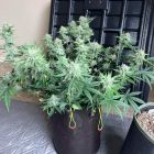 Instant Classik Autoflowering Cannabis Seeds by Night Owl Seeds