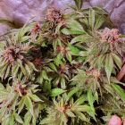 Jelly Donuts Feminised Cannabis Seeds by Holy Smoke Seeds