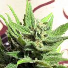 White Panther by john sinclair cannabis seeds