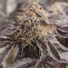 Jumpshot Regular Weed Seeds by Grounded Genetics 