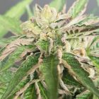 Double Funk LTD Regular Cannabis Seeds by Karma Genetics