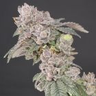 Key Banana Pie Feminized Cannabis Seeds by Old School Genetics