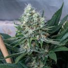 Killer Glue Female Cannabis Seeds by Little Chief Collabs