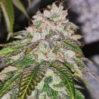 Kuntz 'N Cream Female Cannabis Seeds by Pheno Finders Seeds