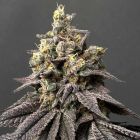 Kush Mints x Peach Ozz Female Weed Seeds by Perfect Tree