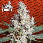 L.A. Amnesia (Sativa) Female Cannabis Seeds by Chong's Choice 