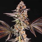La Bomba Female Cannabis Seeds By Compound Genetics