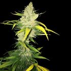 La S.A.G.E. Female Cannabis Seeds by T.H.Seeds