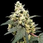 Lemonade Auto Flowering Cannabis Seeds by Paradise Seeds