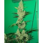 Lemosa Feminized Cannabis Seeds by Symbiotic Genetics