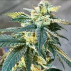 Lethal Protector Regular Cannabis Seeds by Dark Horse Genetics 