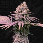 London Mint Cake female weed seeds by T.h.Seeds 