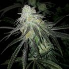 Lots of Zkittlez Female Cannabis Seeds by The Plug Seedbank 