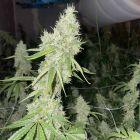 Mac N Cheese Female Cannabis Seeds - Original Big Buddha Family Farms 