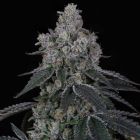 Marshmallow OG Female Cannabis Seeds By Compound Genetics