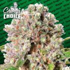 Mendocino Skunk (Hybrid) Female Cannabis Seeds by Chong's Choice