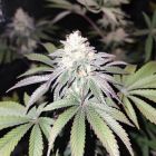 Mind Fuelz Female Cannabis Seeds by Grateful Seeds
