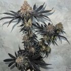 Miracle Fruit Feminized Cannabis Seeds by Symbiotic Genetics