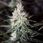 Moonshine Haze Cannabis Seeds