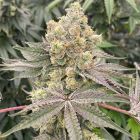 Mop Chopper Regular Cannabis Seeds by Karma Genetics
