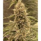 Pre 98 Episode 1 F4 Autoflowering Cannabis Seeds by Night Owl Seeds
