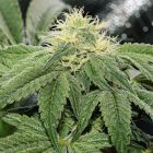 OG Tini Regular Cannabis Seeds by Karma Genetics