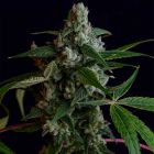 OGLA78 BX Regular Cannabis Seeds Green Bodhi 