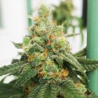 Old Gas Station Regular Cannabis Seeds Old School Genetics x Karma Genetics