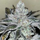 Oreoz Kosher Feminized Cannabis Seeds by Old School Genetics