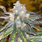 RS11 Kosher Feminized Cannabis Seeds by Old School Genetics