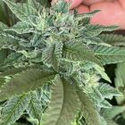 Ozark Beauty Punch Feminized Cannabis Seeds by The Cali Connection