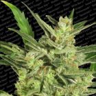 Automaria II Auto Flowering Female Cannabis Seeds