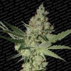 Acid Female Cannabis Seeds