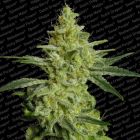 ALLKUSH Female Marijuana Seeds