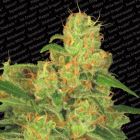 Auto Acid Auto Flowering Female Cannabis Seeds