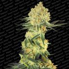 Auto Wappa AutoFlowering Female Cannabis Seeds