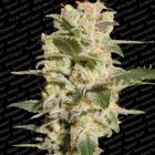 Bella Donna Feminized Marijuana Seeds