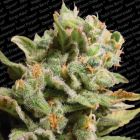 Dutch Dragon Female Pot Seeds