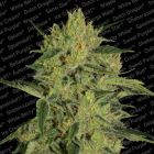Nebula II CBD Female Cannabis Seeds by Paradise Seedbank