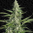 Pandora Auto Flowering Female Marijuana Seeds