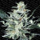 Sensi Star Female Cannabis Seeds