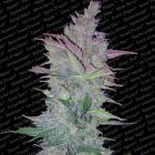 Vertigo Auto Flowering Feminized Cannabis Seeds