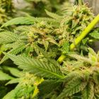 Peach Slaps Female Cannabis Seeds by Holy Smoke Seeds